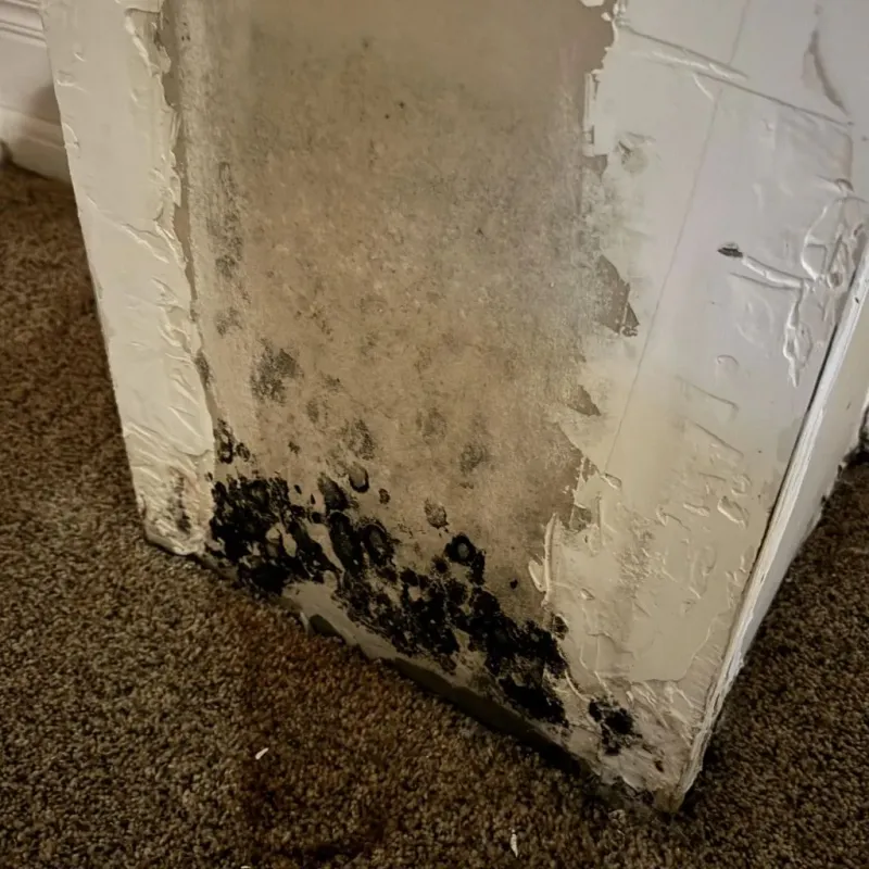 Professional Mold Removal in Bertram, TX